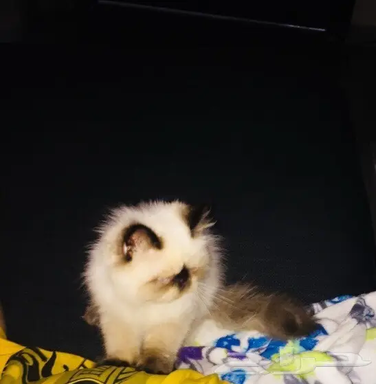 قطه كيتن بيكي فيس (image 3)