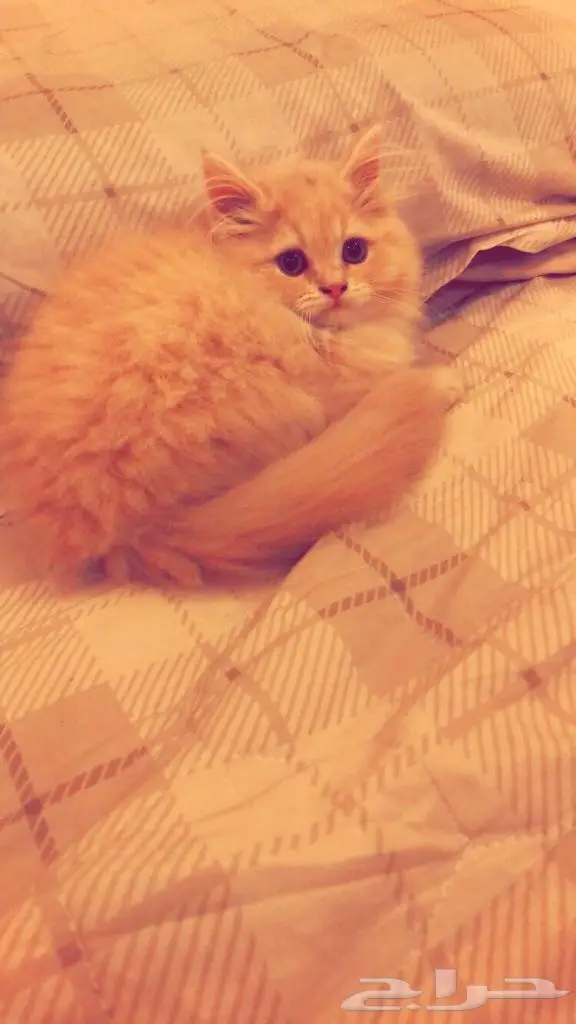 كيتن شيرازي جميل ب 350 ريال