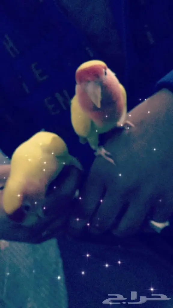 روز للبيع ذكر وانثى  (image 1)