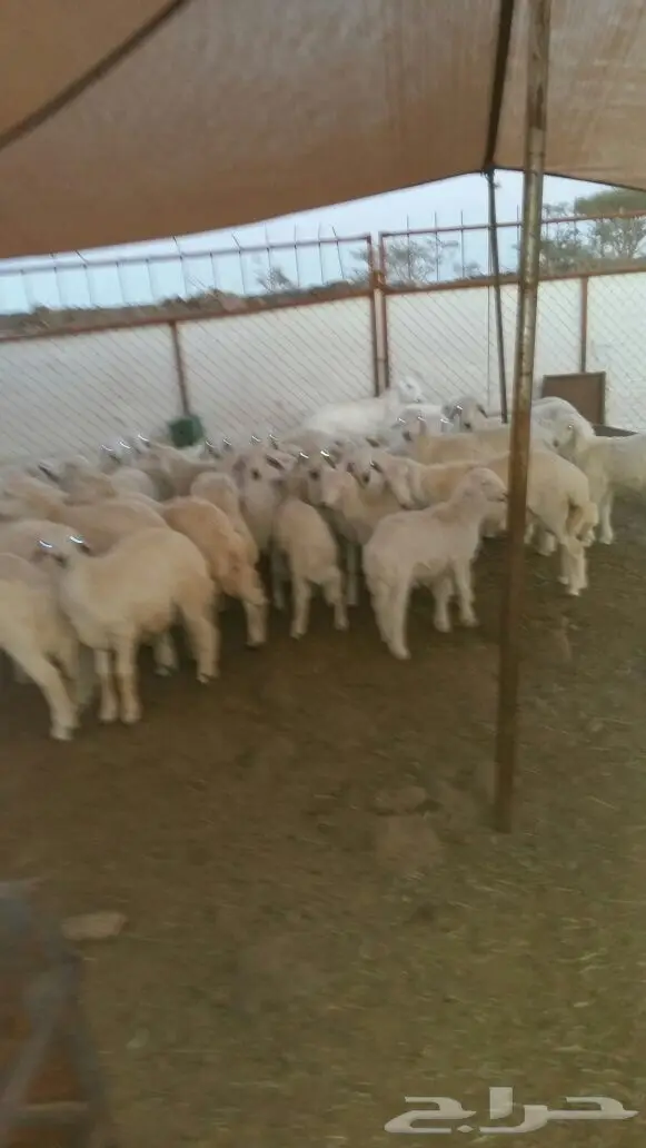 طليان حريه مع الذبح والتوصيل (image 2)