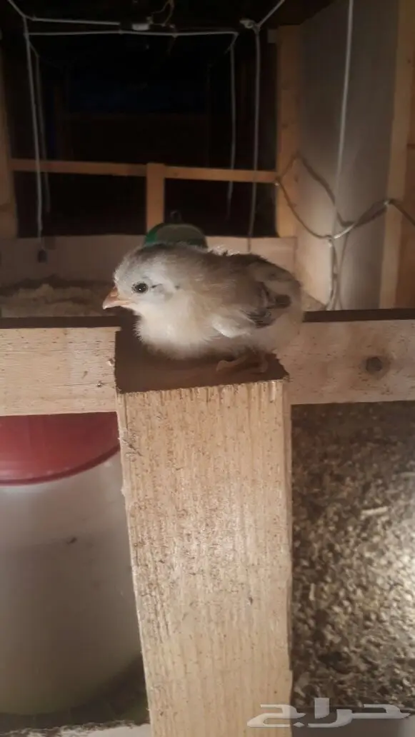 للبيع صوص عدد 550 عمر 10 ايام بالمدينه  (image 2)