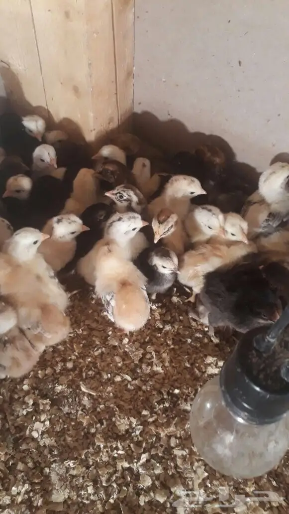 للبيع صوص عدد 550 عمر 10 ايام بالمدينه  (image 3)