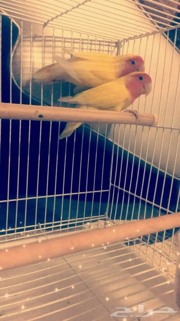 روز للبيع ذكر وانثى  (image 2)