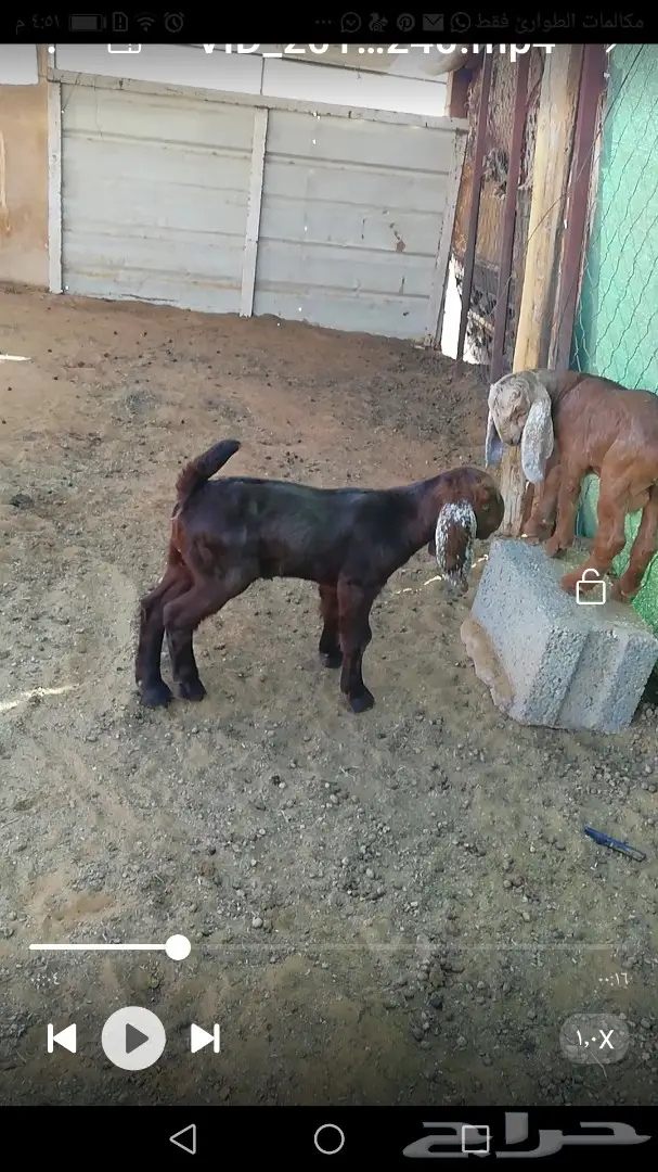 أبقار صوف عالية الجودة - الخرج (image 2)