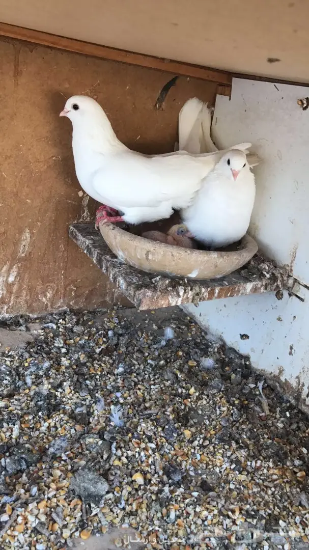 جوز غرانيق منتج  (image 1)