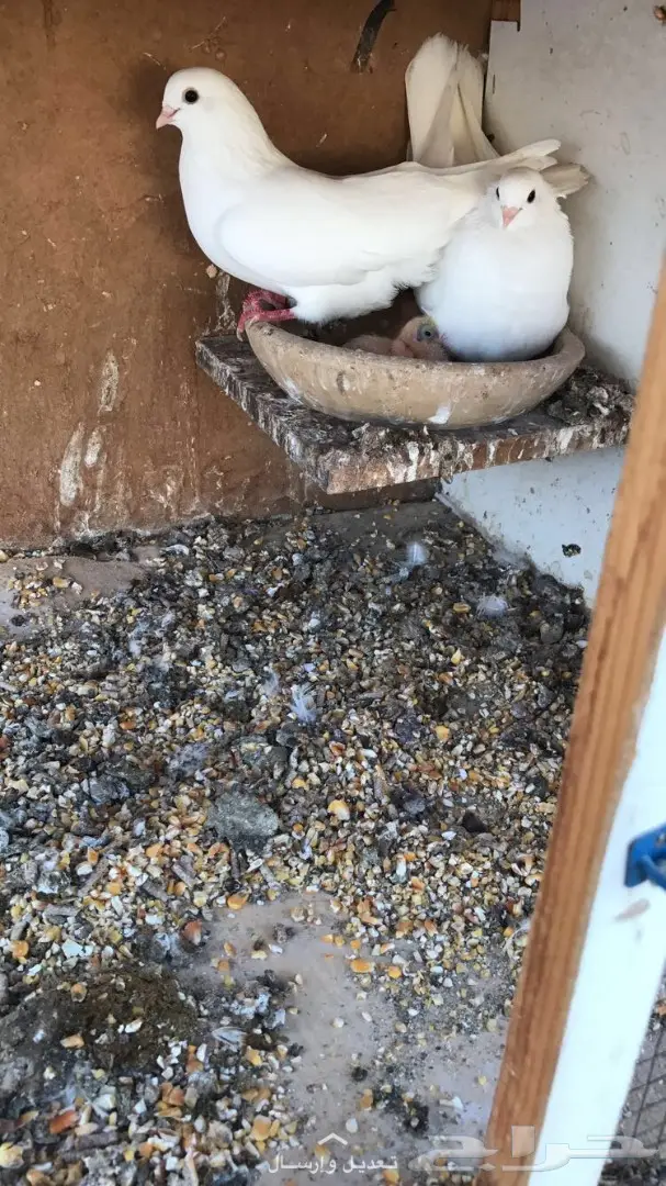 جوز غرانيق منتج  (image 2)