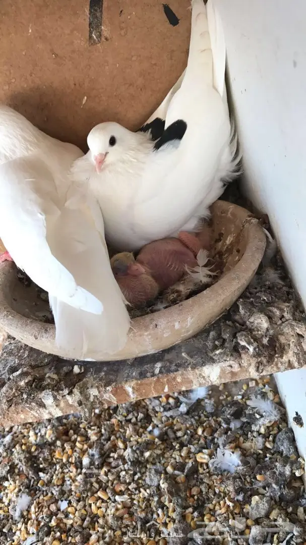 جوز غرانيق منتج  (image 3)