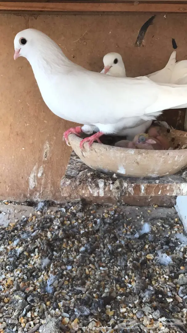 جوز غرانيق منتج  (image 4)