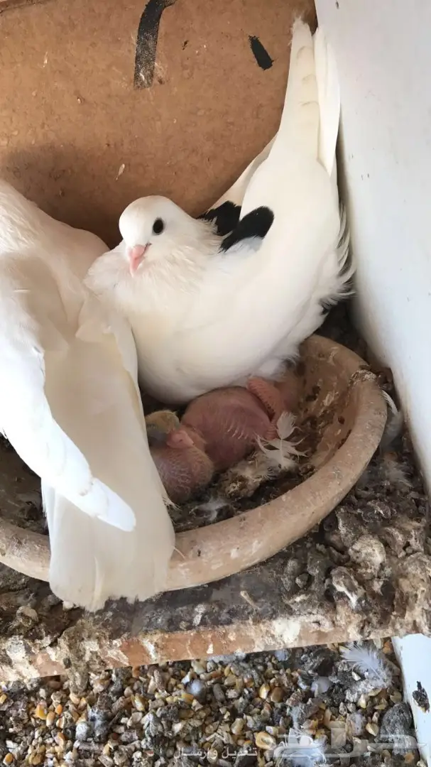 جوز غرانيق منتج  (image 5)