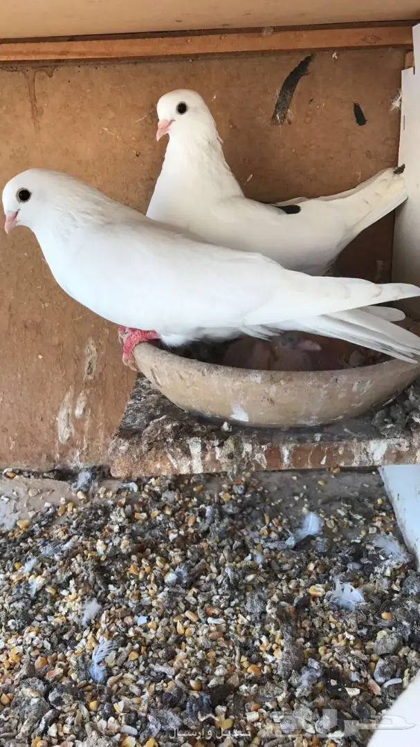 جوز غرانيق منتج  (image 6)