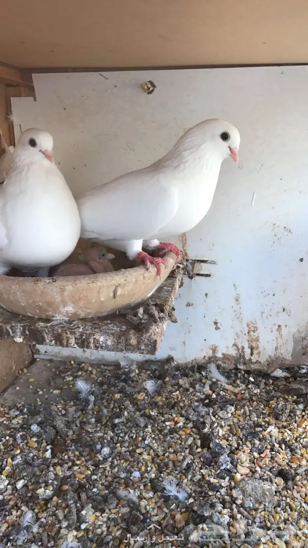 جوز غرانيق منتج  (image 7)