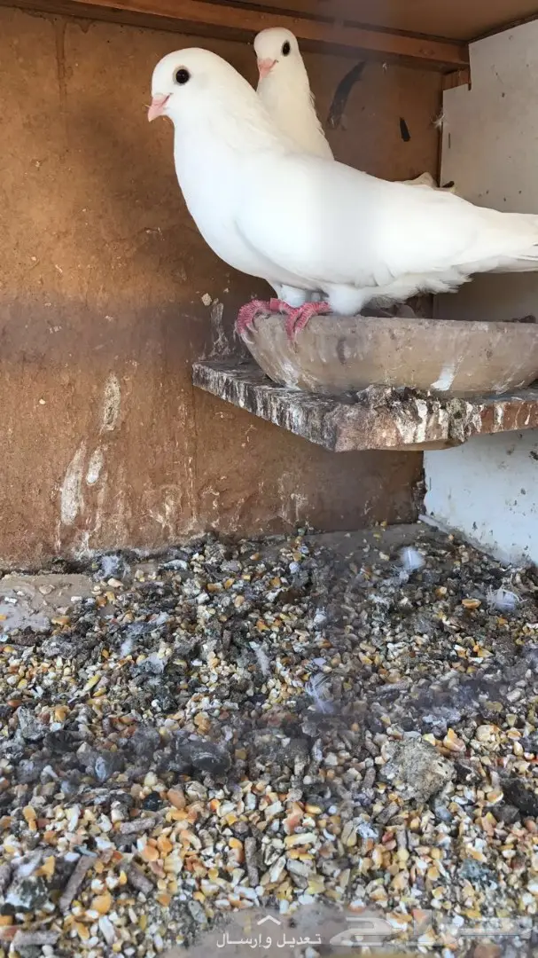 جوز غرانيق منتج  (image 8)