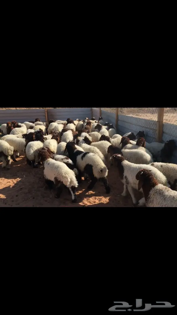 هرافي نعيم عدد 55