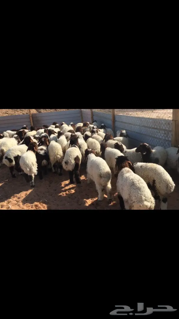 هرافي نعيم عدد 55 (image 1)