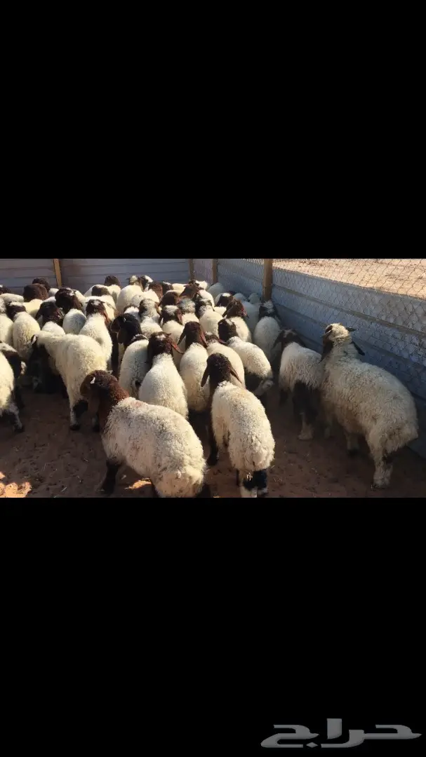 هرافي نعيم عدد 55 (image 2)