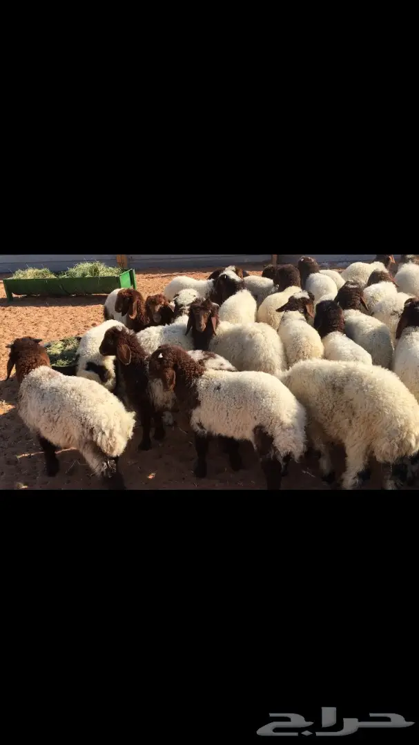 هرافي نعيم عدد 55 (image 3)