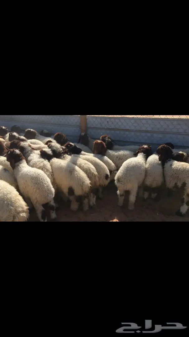 هرافي نعيم عدد 55 (image 4)