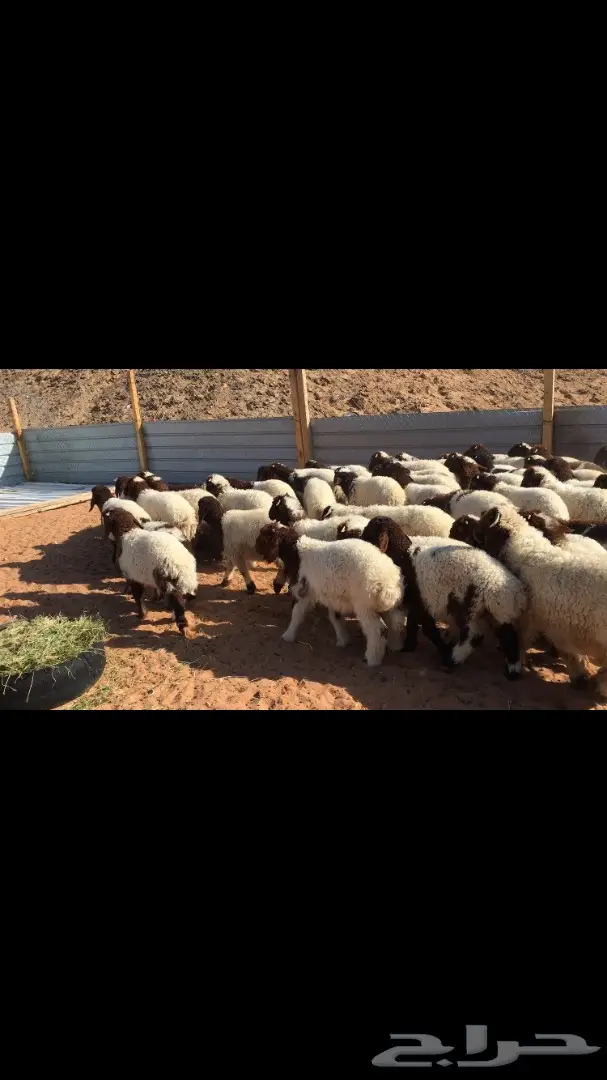 هرافي نعيم عدد 55 (image 5)