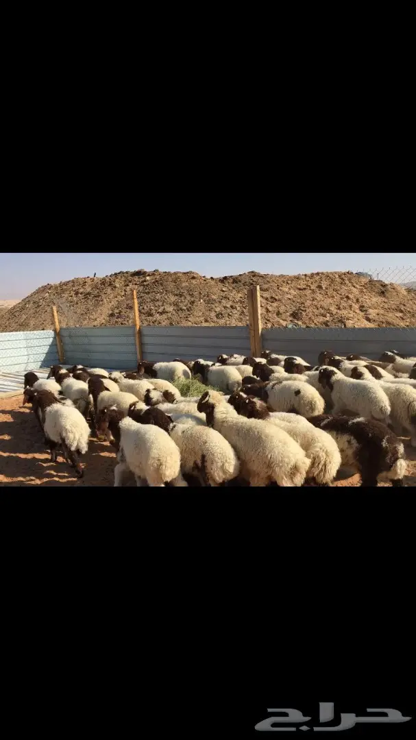 هرافي نعيم عدد 55 (image 6)