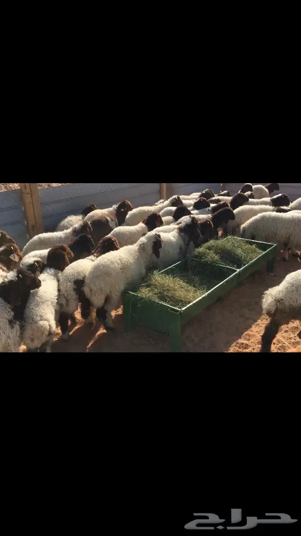 هرافي نعيم عدد 55 (image 7)