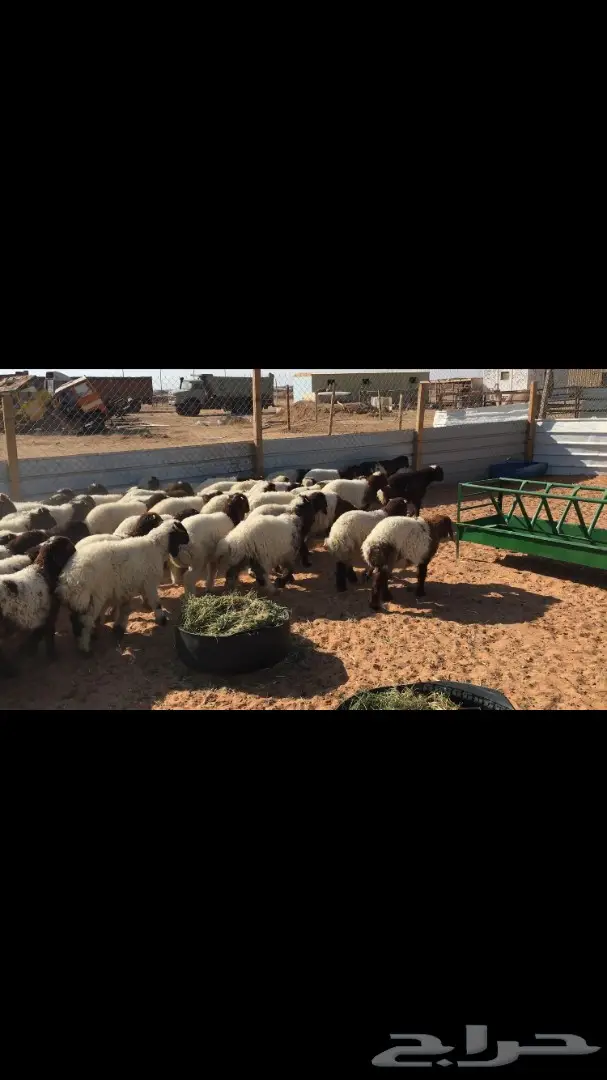 هرافي نعيم عدد 55 (image 9)