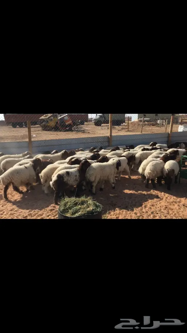 هرافي نعيم عدد 55 (image 10)