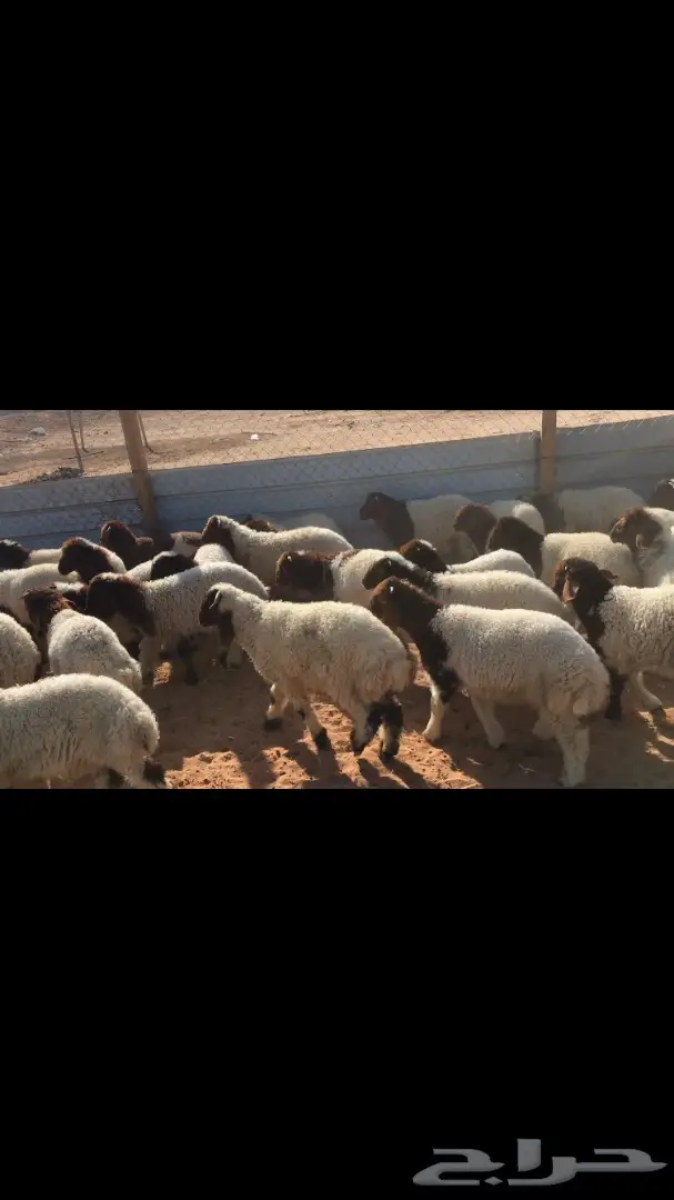 هرافي نعيم عدد 55 (image 11)