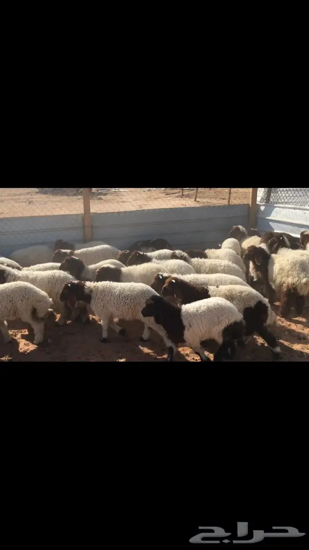 هرافي نعيم عدد 55 (image 12)