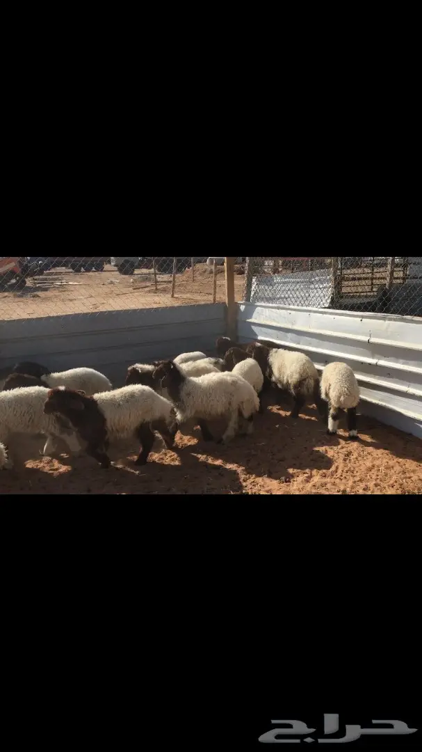 هرافي نعيم عدد 55 (image 13)