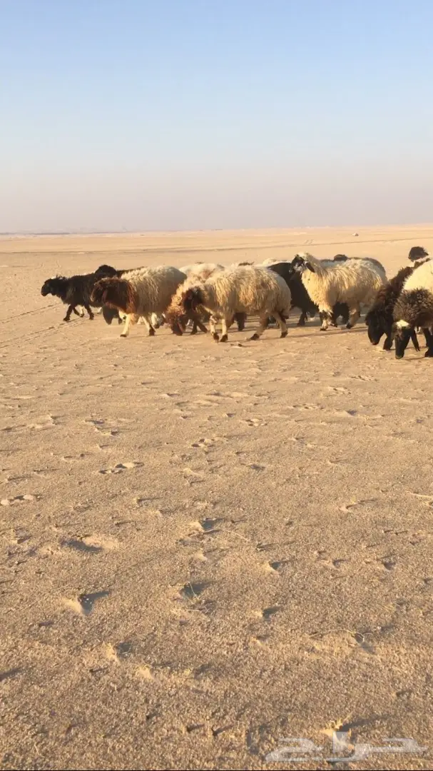 للبيع غنم (image 1)