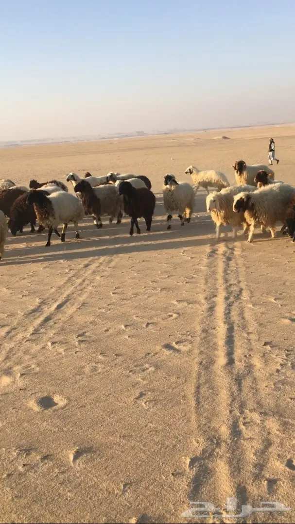 للبيع غنم (image 2)