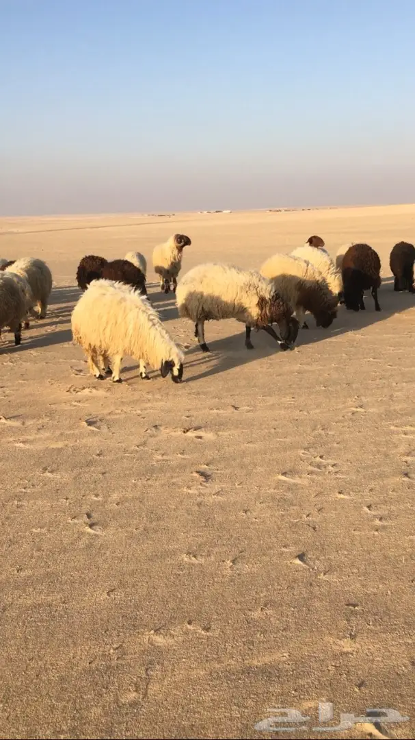 للبيع غنم (image 3)