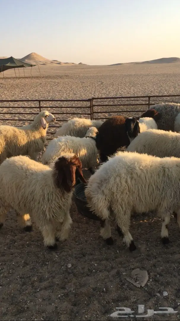 للبيع غنم (image 4)