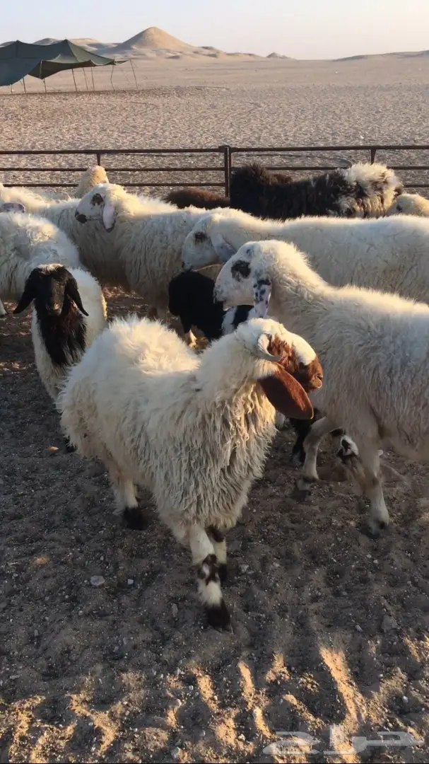 للبيع غنم (image 5)