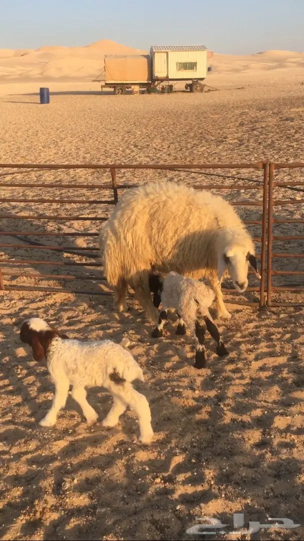 للبيع غنم (image 7)
