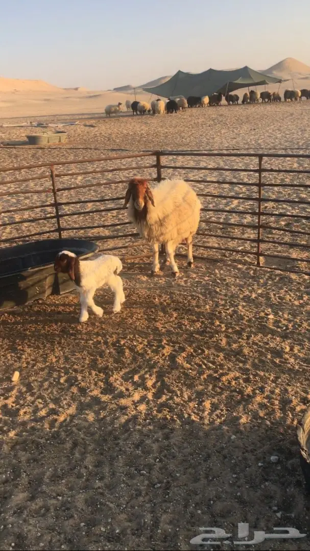 للبيع غنم (image 8)