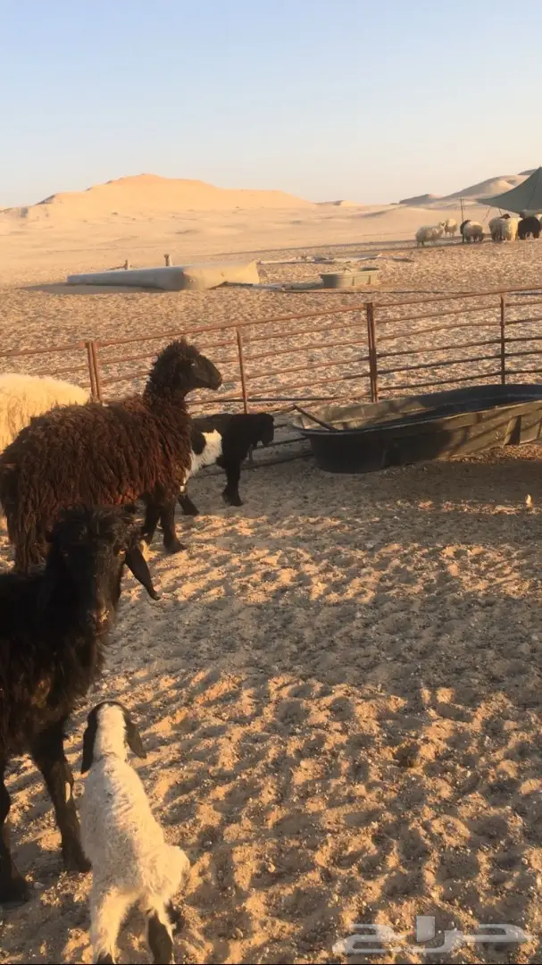 للبيع غنم (image 9)