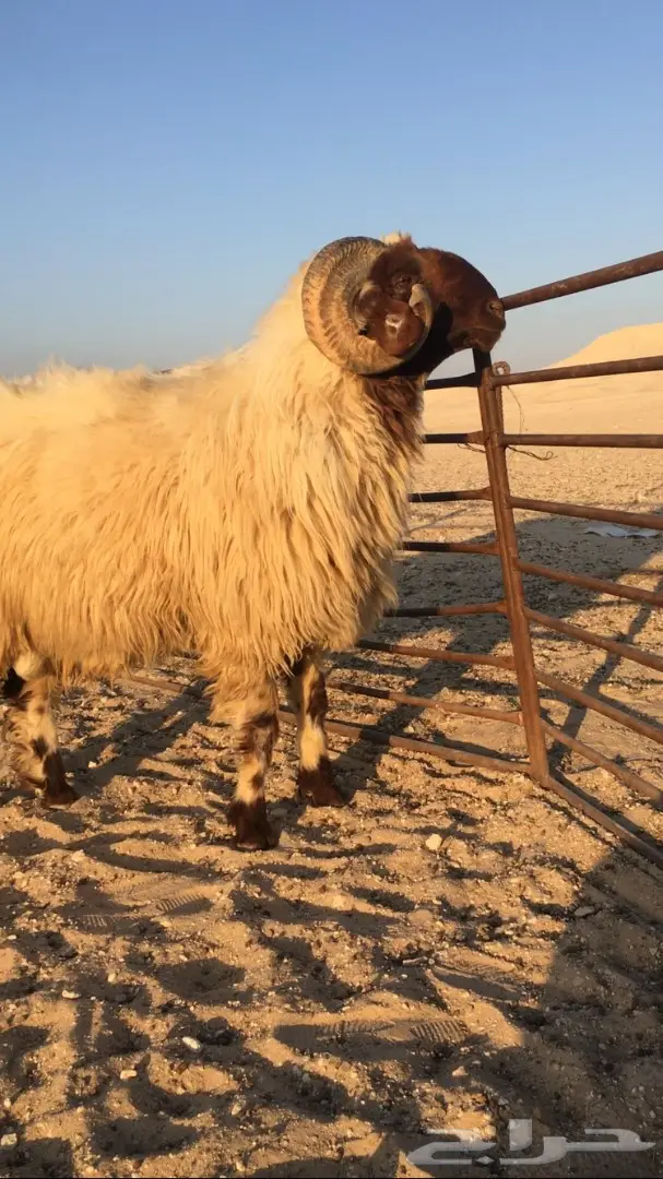 للبيع غنم (image 10)