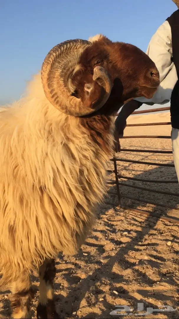 للبيع غنم (image 11)