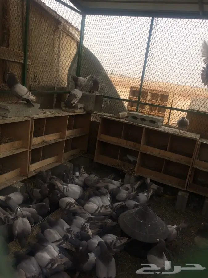 حمام فرنسي (image 3)