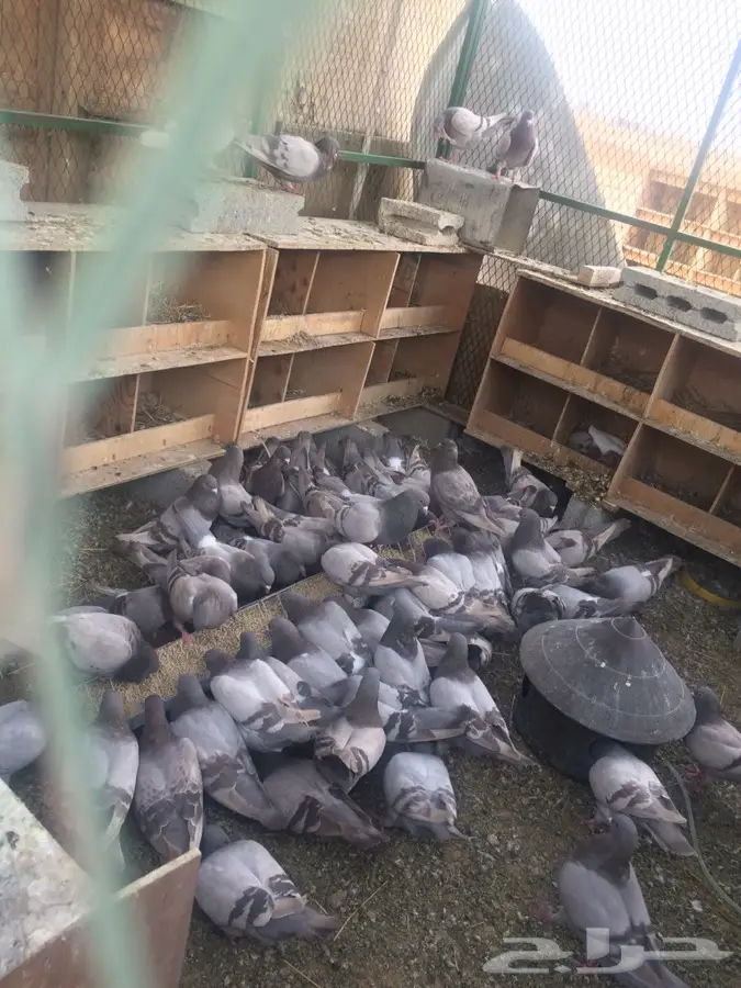 حمام فرنسي (image 2)