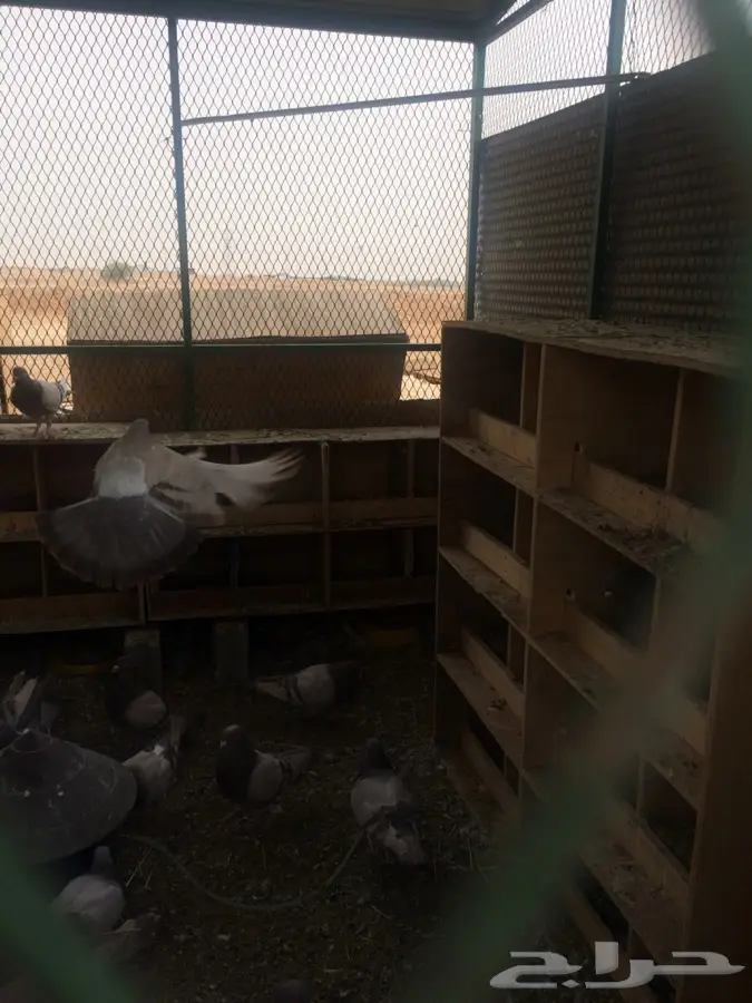 حمام فرنسي (image 4)