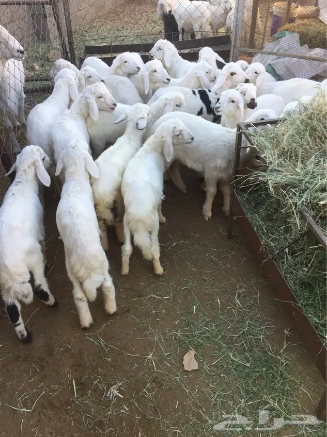 بهم للبيع فطاماء (image 3)