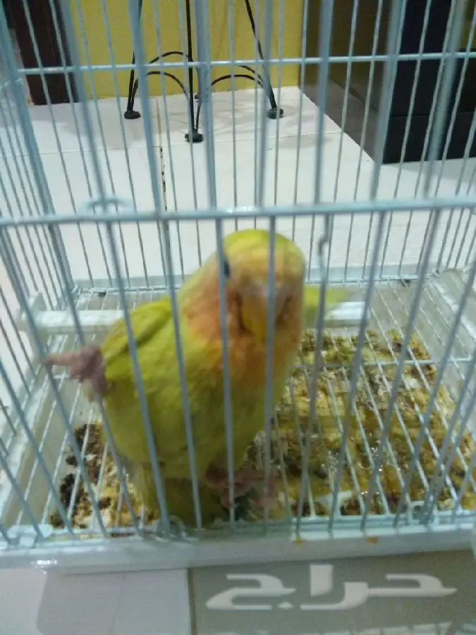 روز غر بدايه هدد (image 3)