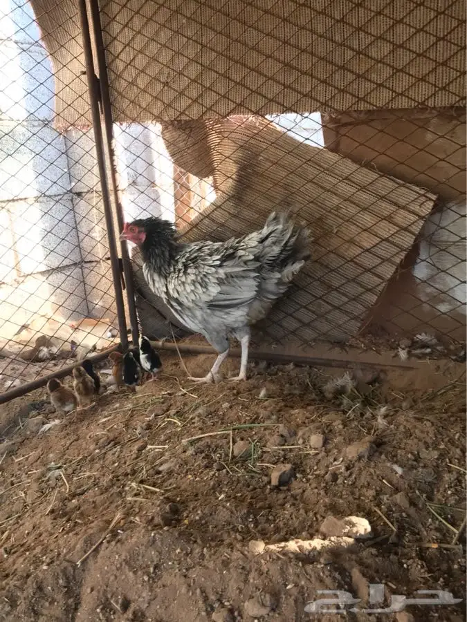دجاجة باكستانية بفروخها (image 2)