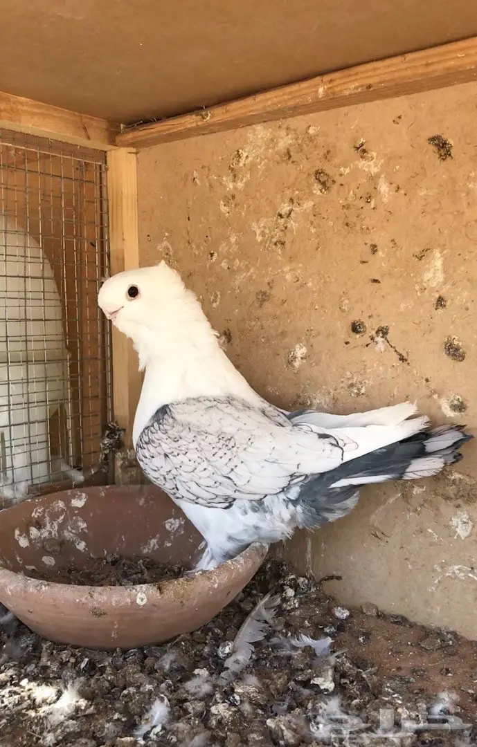 فحل ستنايت توب 