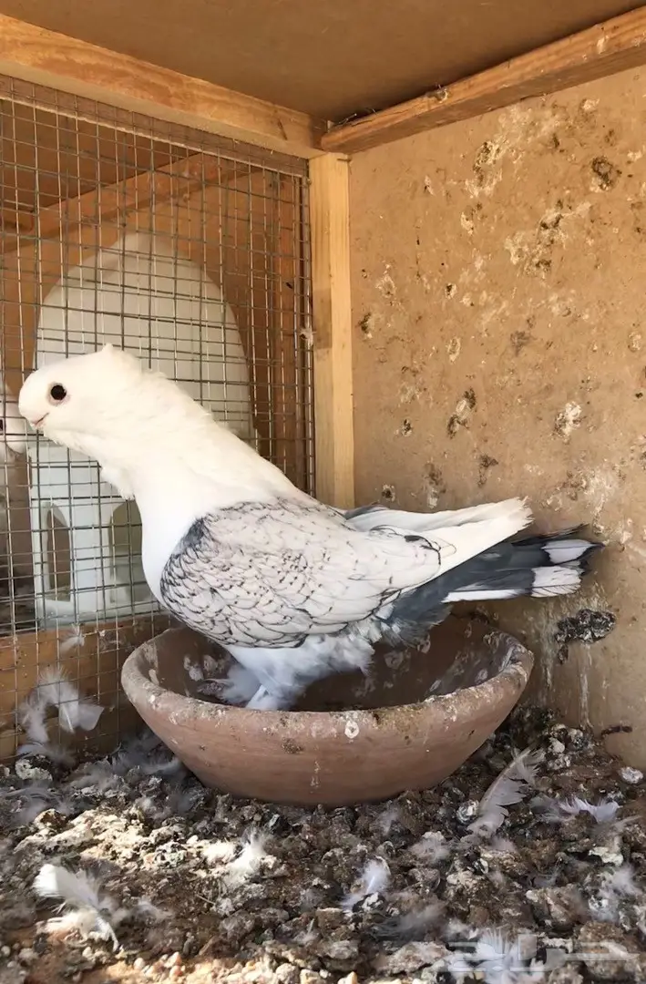 فحل ستنايت توب  (image 1)