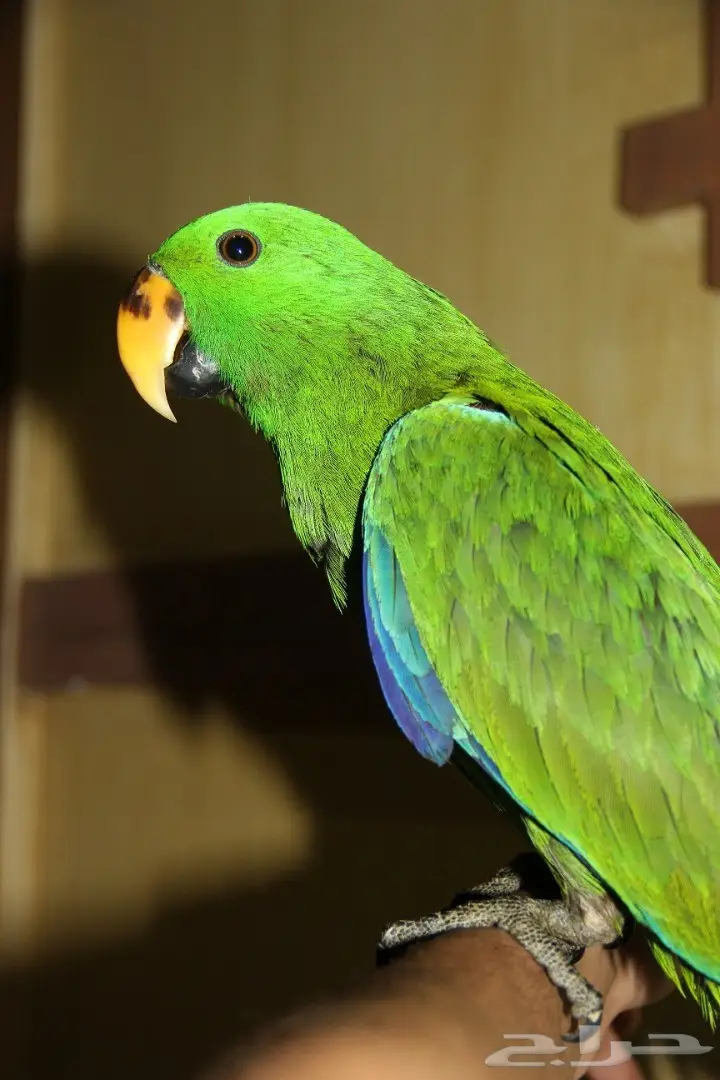 فرخ اكلكتوس توه مفطوم اليف  (image 4)