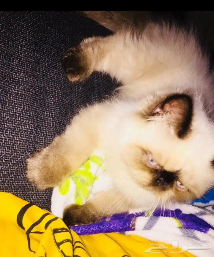 قطه كيتن بيكي فيس (image 1)