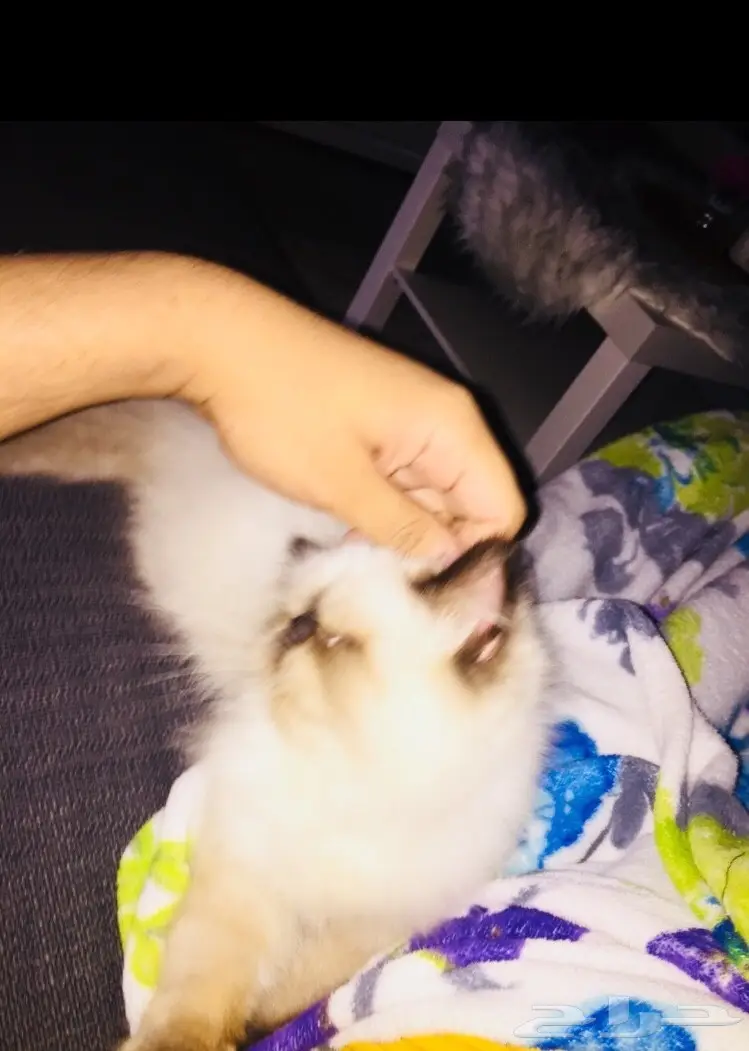 قطه كيتن بيكي فيس (image 2)